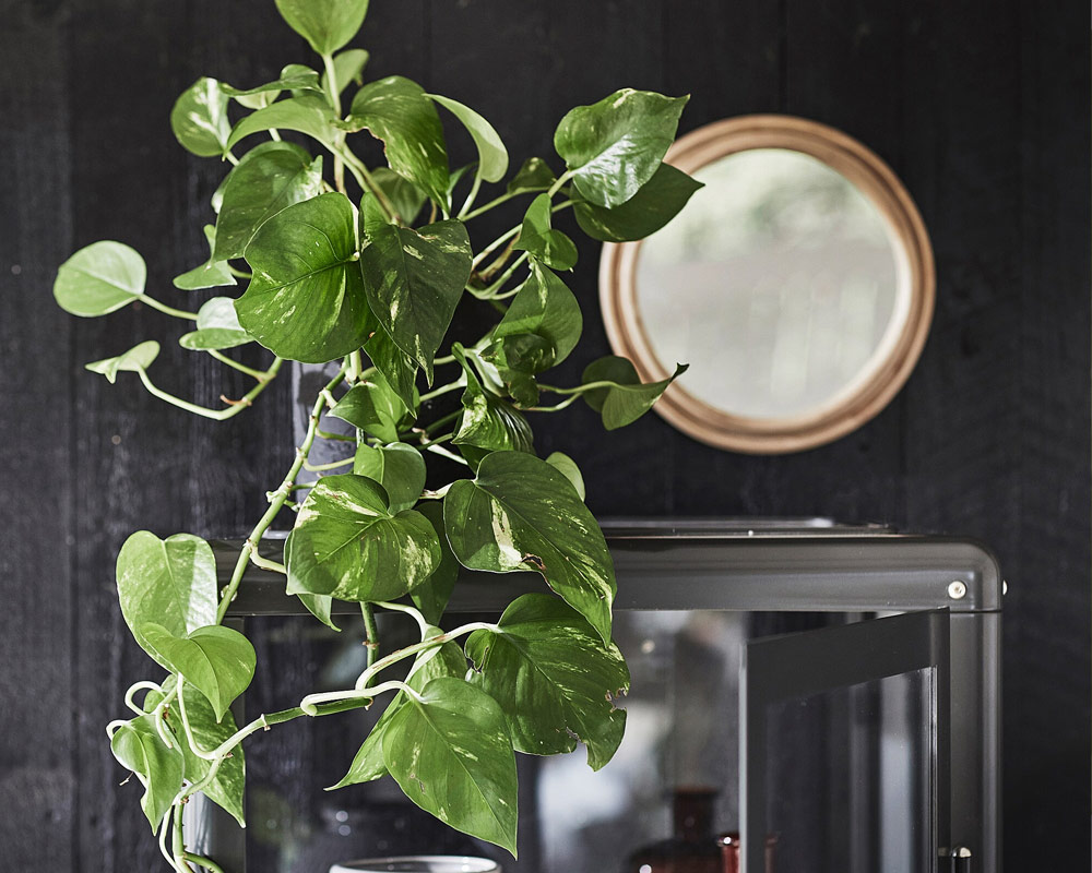 Photos epipremnum aureum - immagine 4