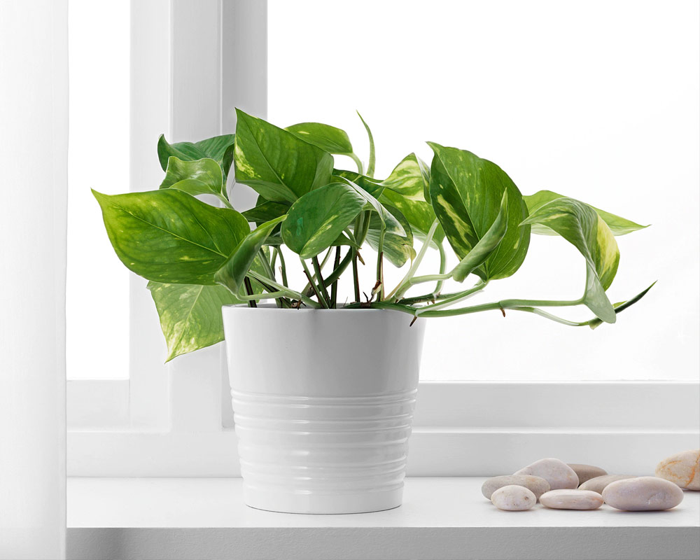 Photos epipremnum aureum - immagine 3