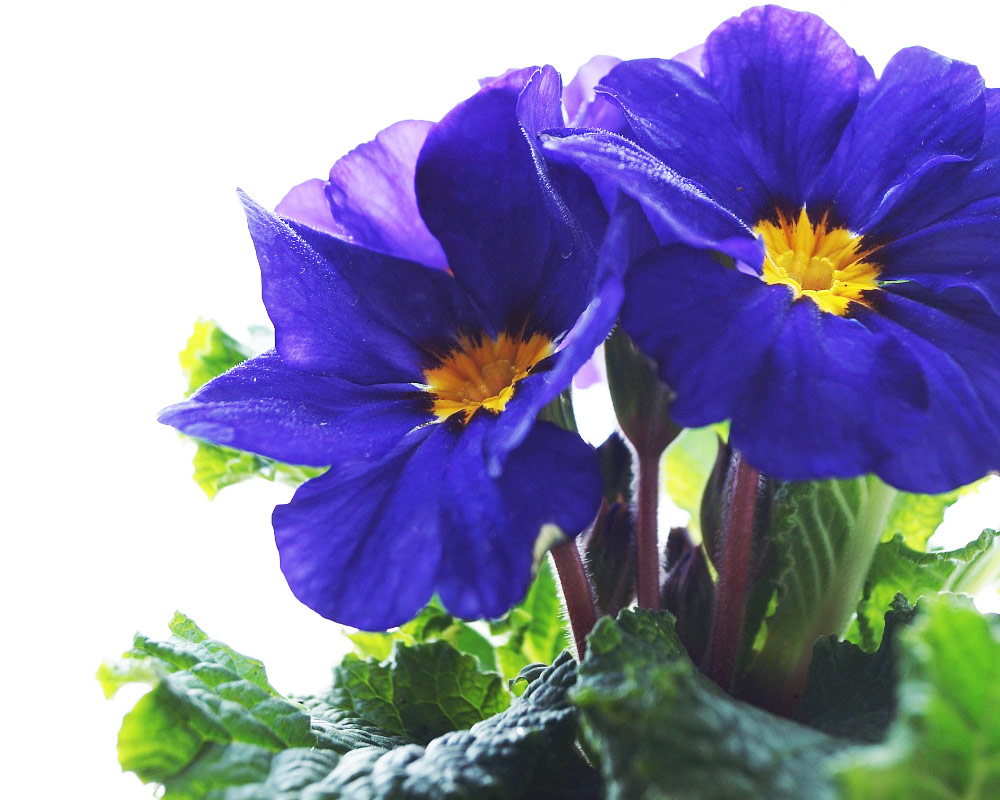 Primula acaulis - immagine 2