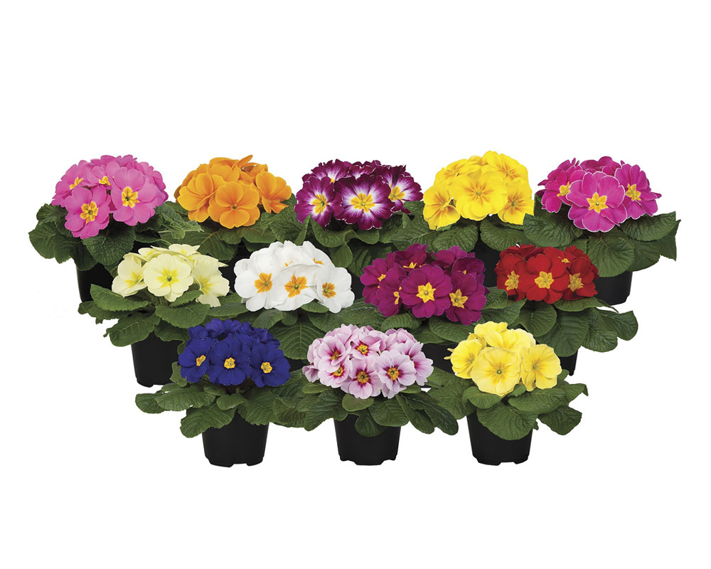 Primula acaulis - immagine 3
