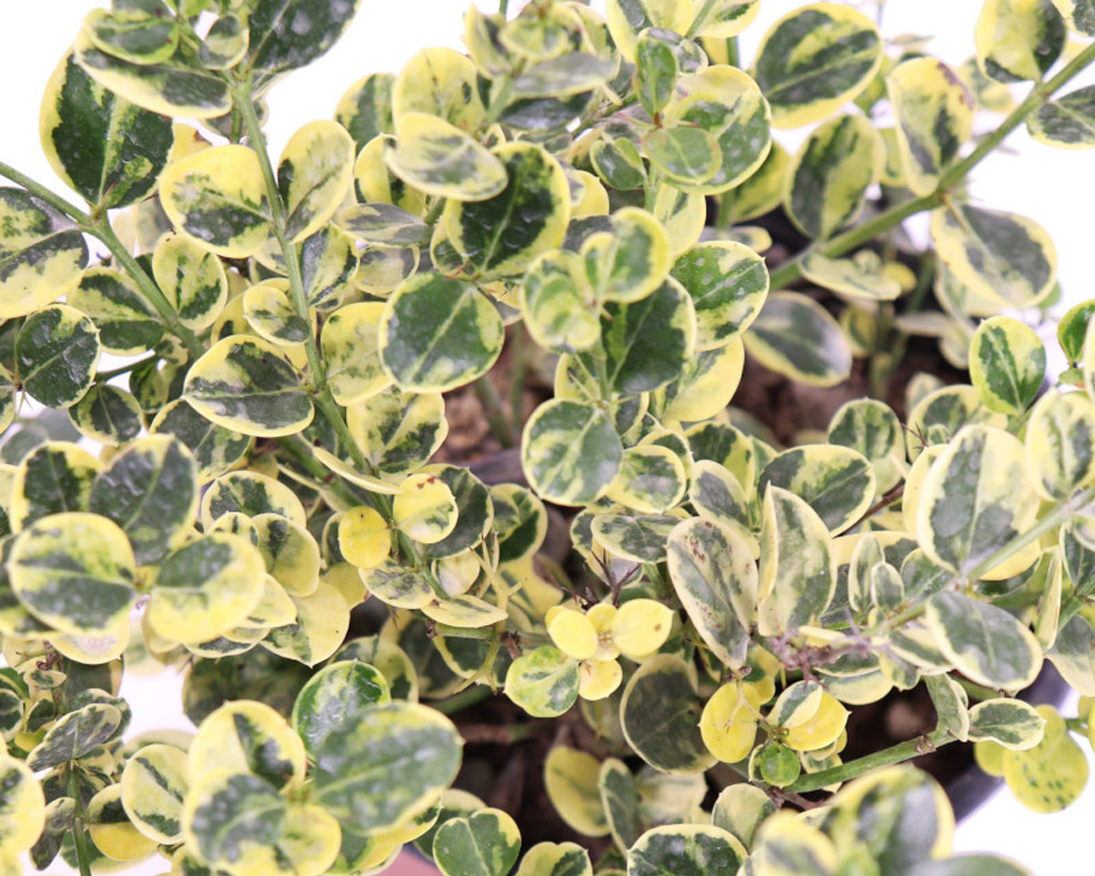 Pruna del natal - immagine 2