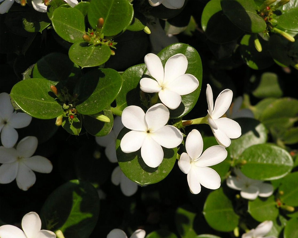 Pruna del natal - immagine 3