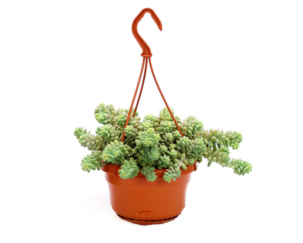 Sedum burrito in basket h25