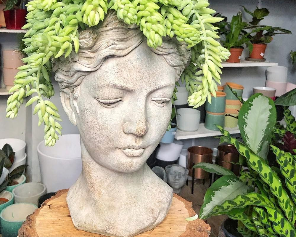 Sedum burrito in basket h25 - immagine 3