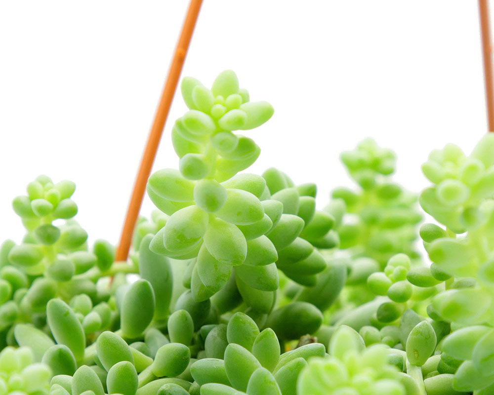 Sedum burrito in basket h25 - immagine 2