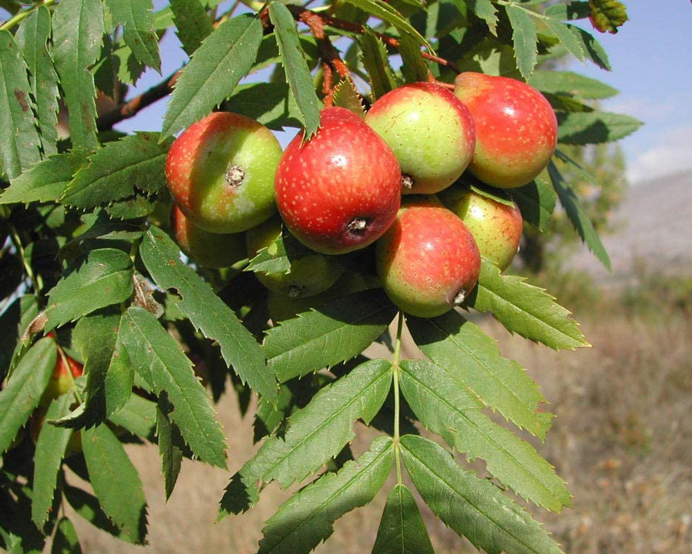 Sorbo domestico - immagine 2