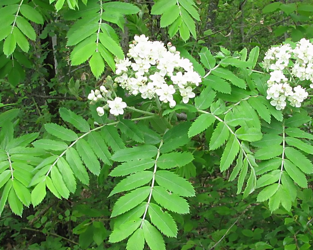 Sorbo domestico - immagine 3