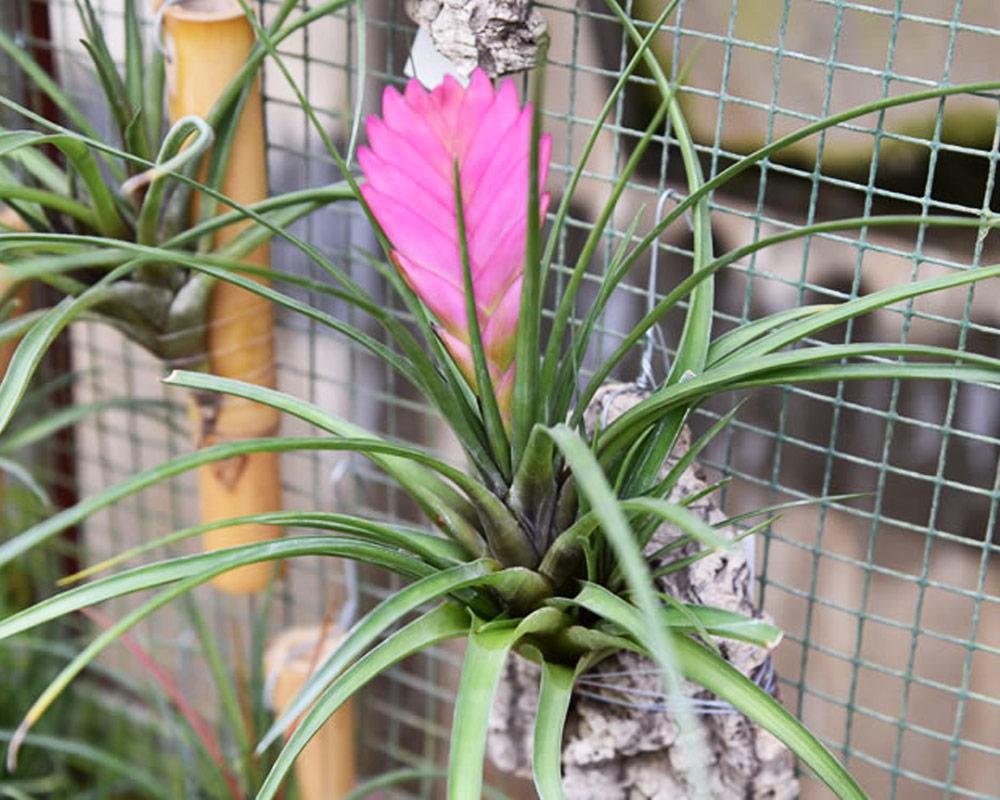 Tillandsia Juncea - immagine 2