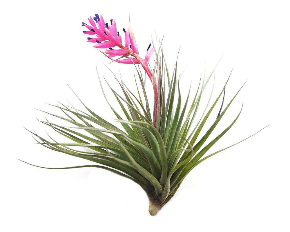 Tillandsia stricta - immagine 2