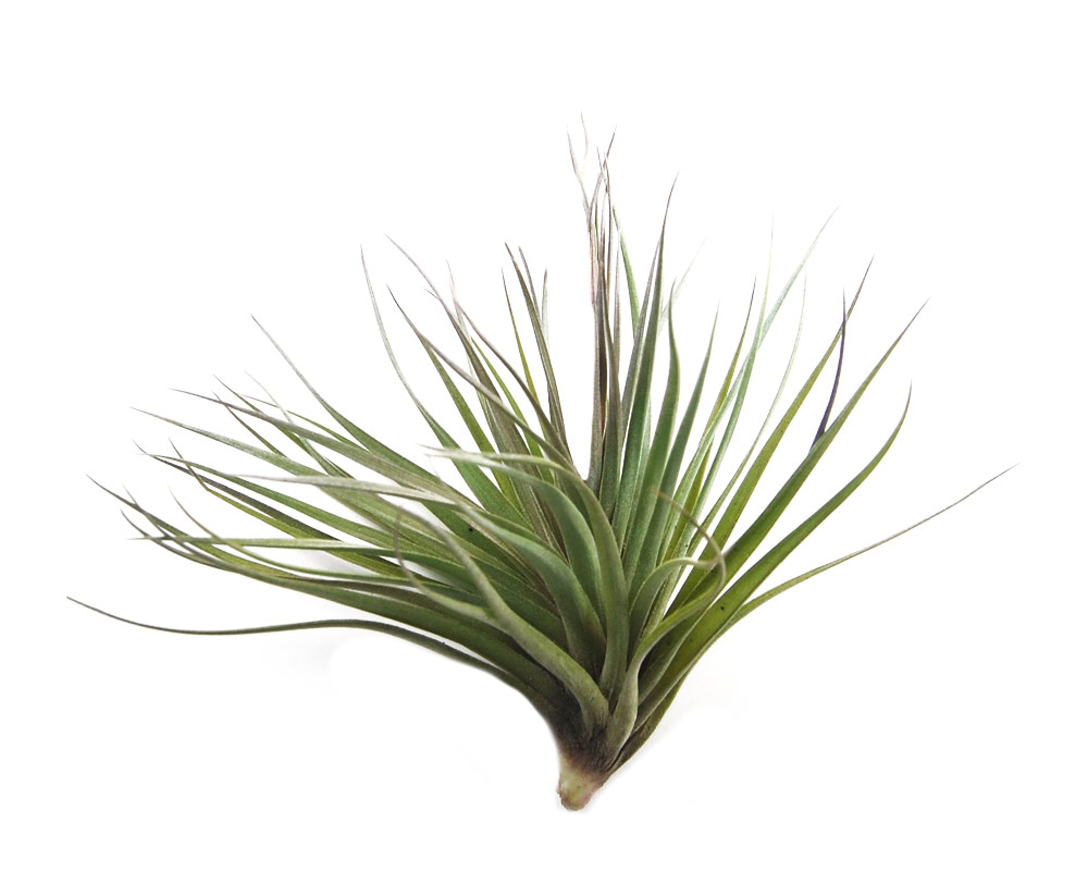 Tillandsia stricta