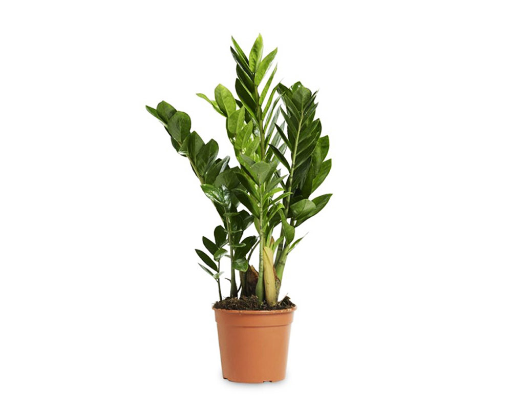 Zamioculcas zamiifolia h42