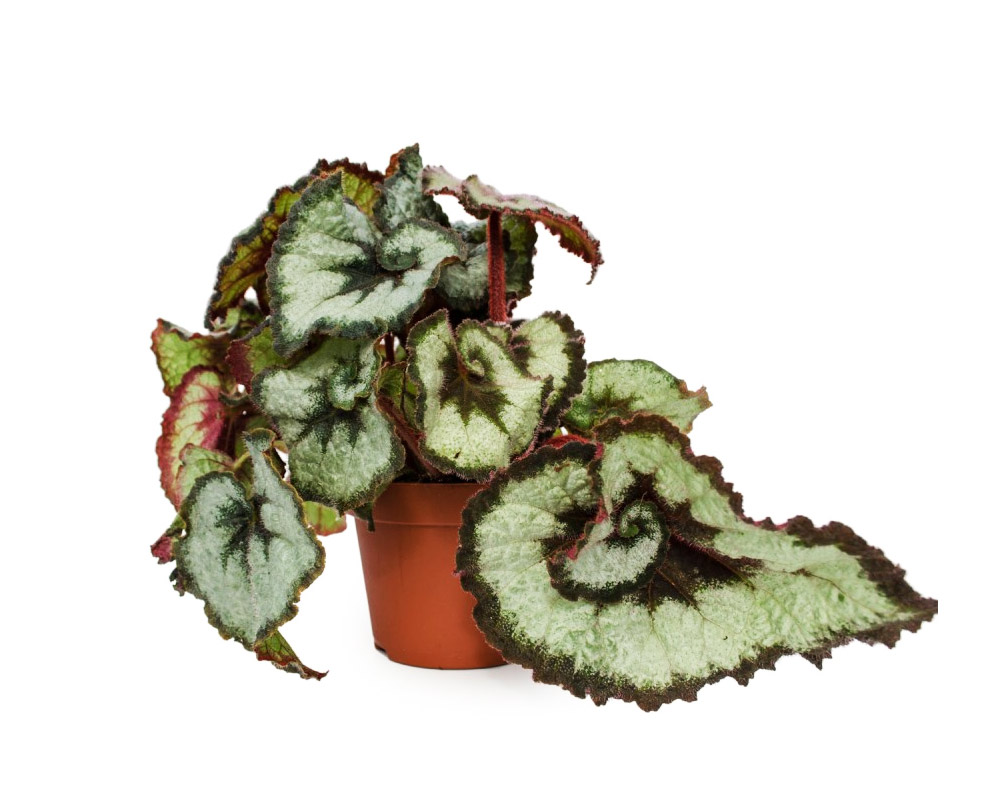 Begonia Princess of Hanover