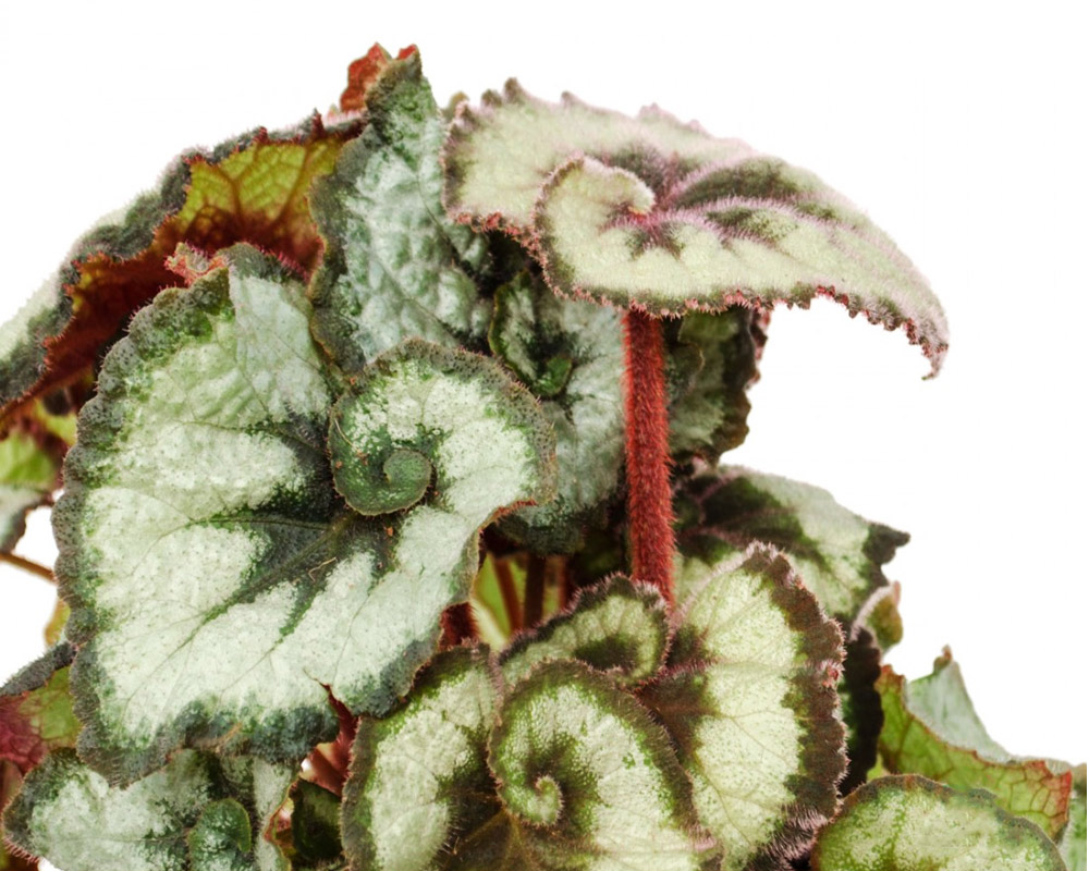 Begonia Princess of Hanover - immagine 2