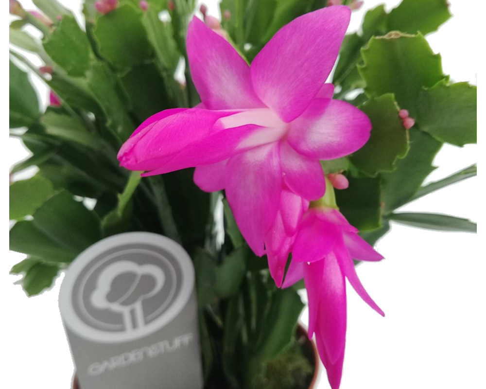 Cactus di natale - immagine 2