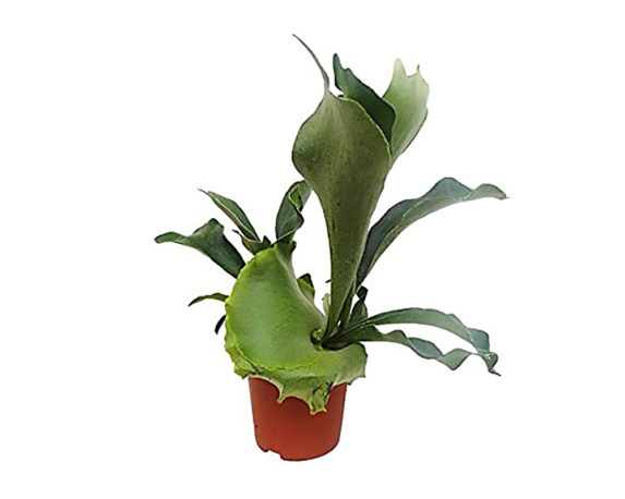 Platycerium bifurcatum netherlands