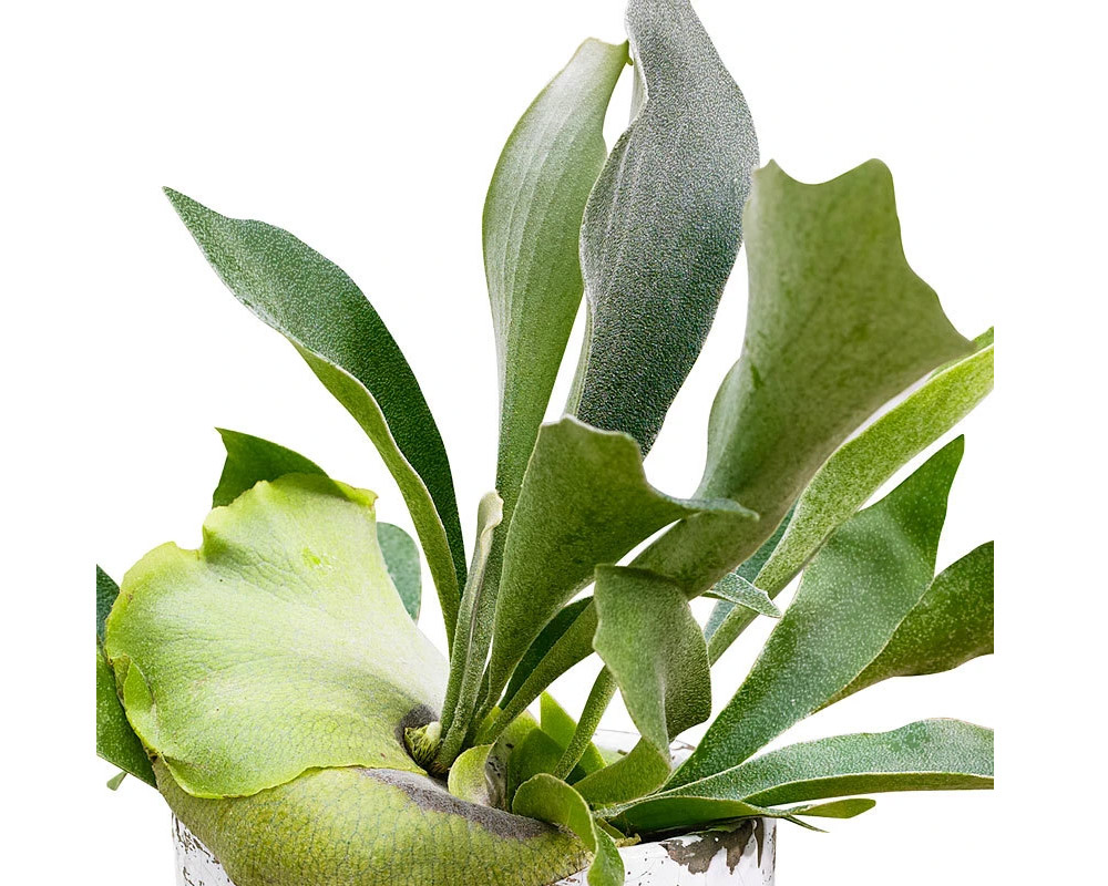 Platycerium bifurcatum netherlands - immagine 2