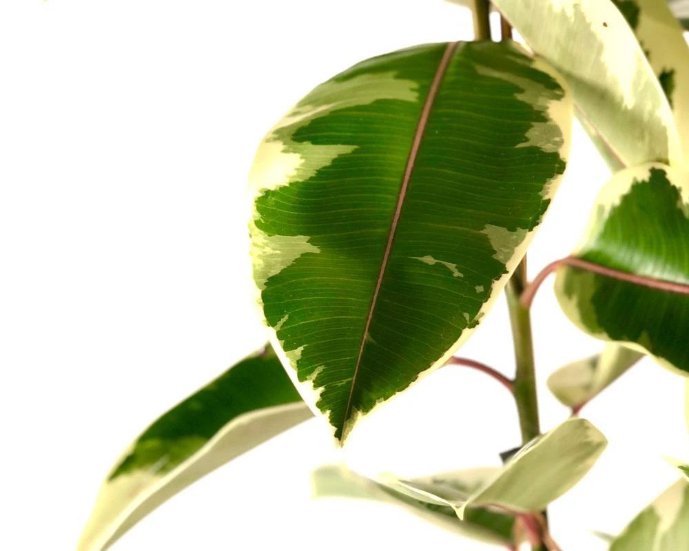 Ficus Elastica Tineke - immagine 2