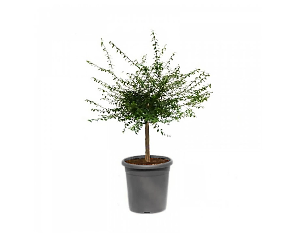 Caviale limone fingerlime giallo