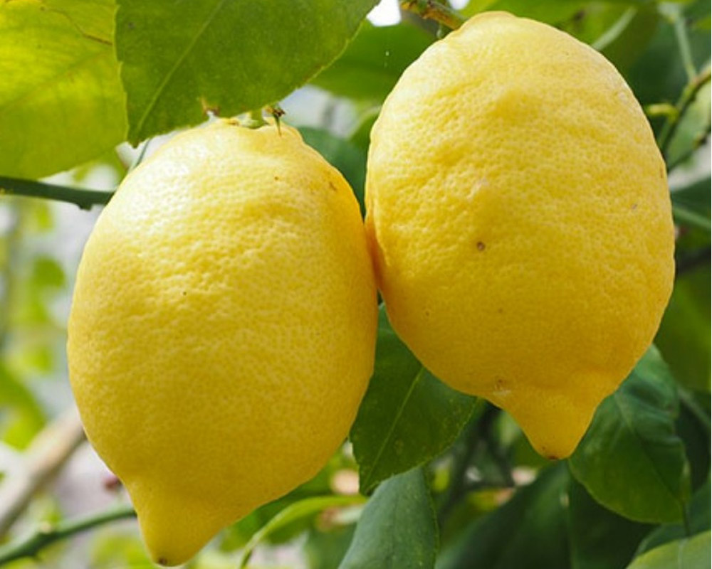 Лимоны 5 штук. Семь лимонов. Желтый лимон. Мандарин lemon. Горький лимон.