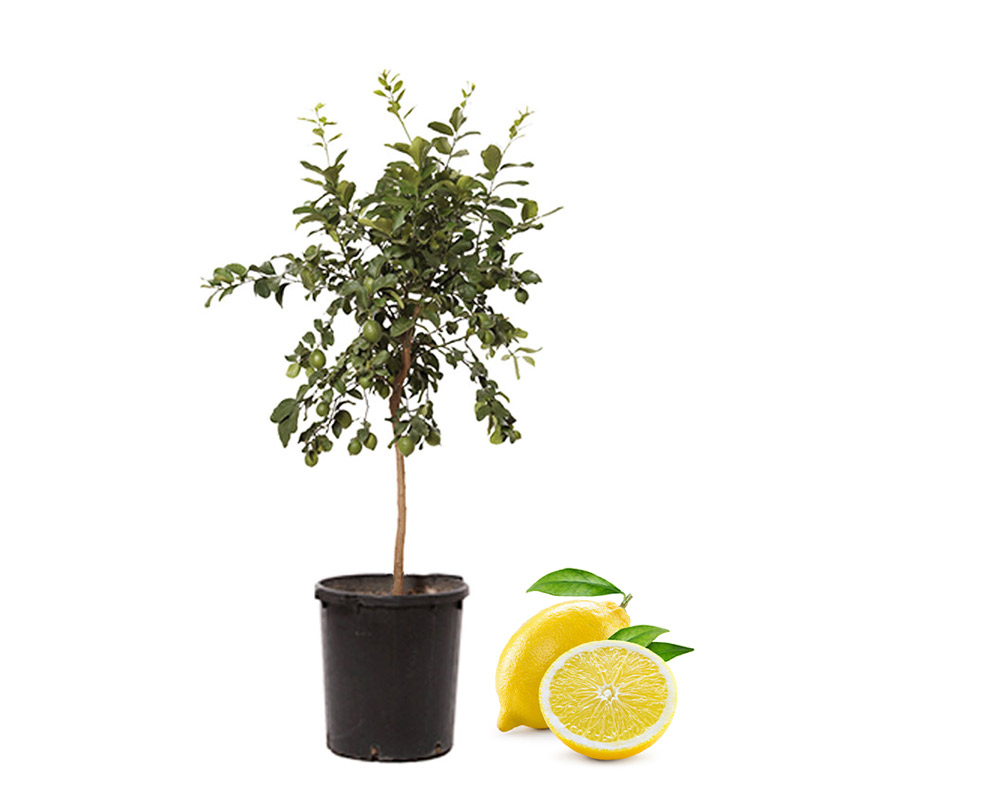 Limone Lunario Albero da Frutto in Vaso