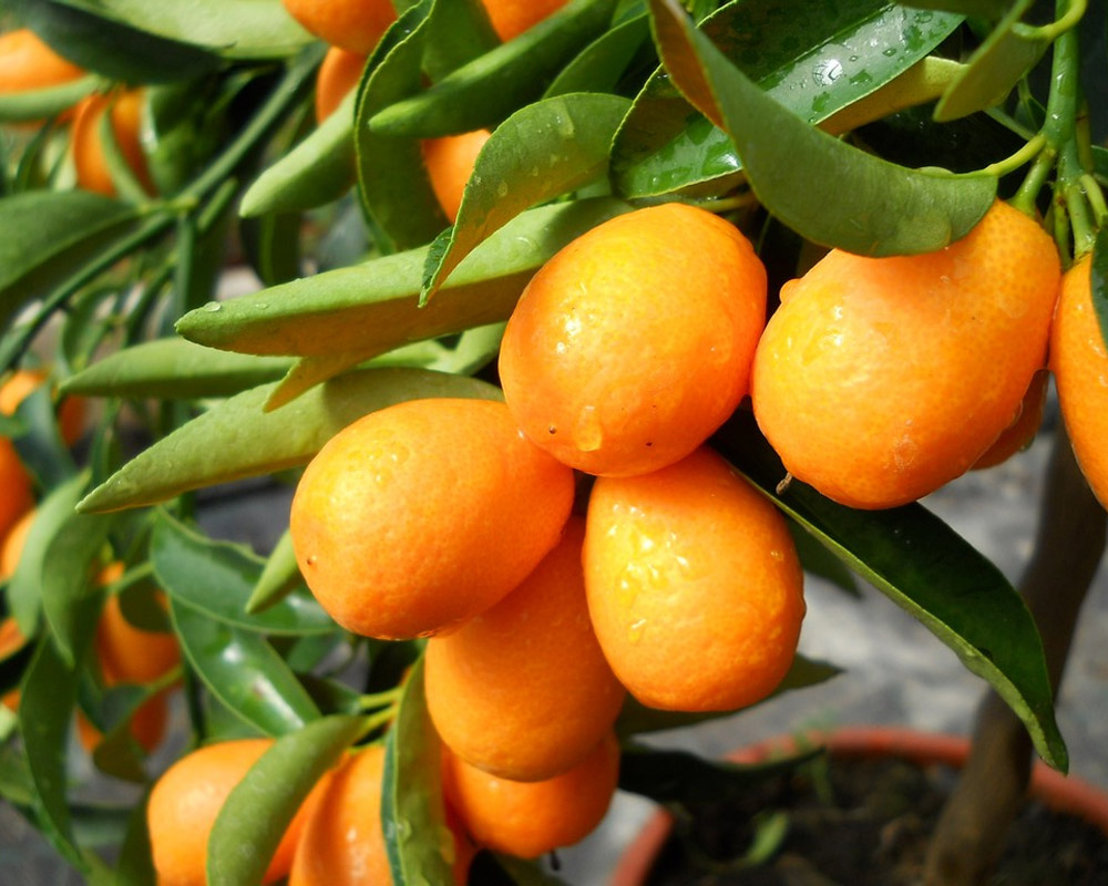 Mandarino cinese kumquat h140 - immagine 2