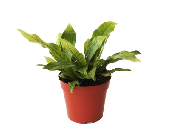 Microsorum musifolium Crocodyllus