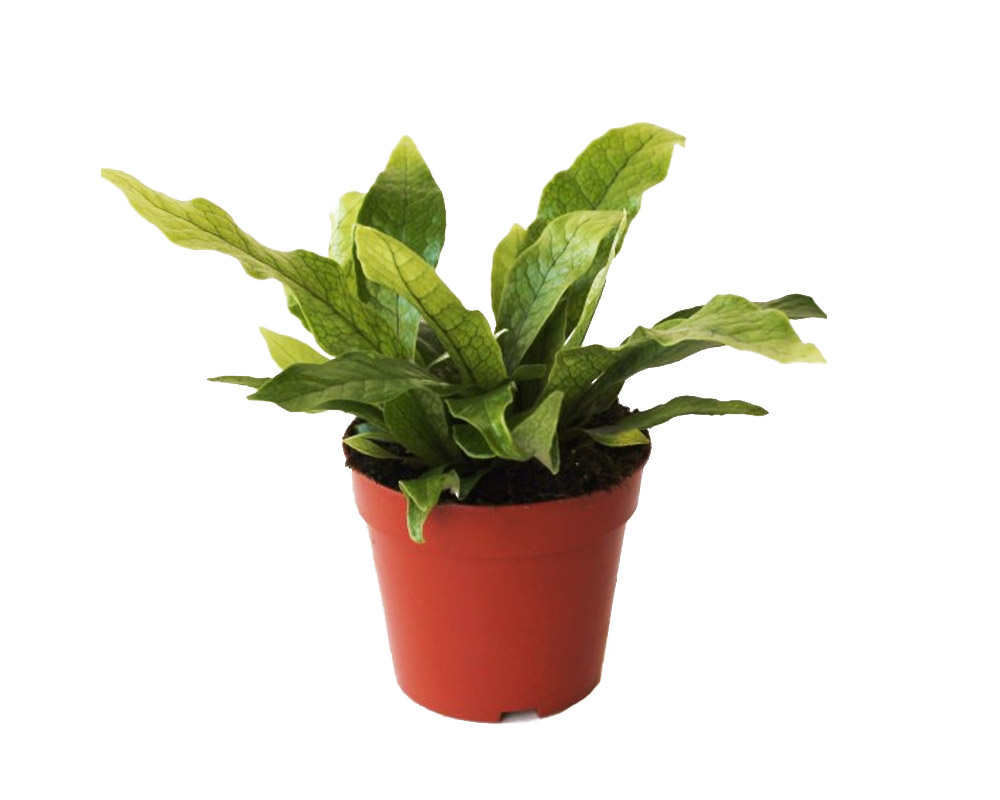 Microsorum musifolium Crocodyllus