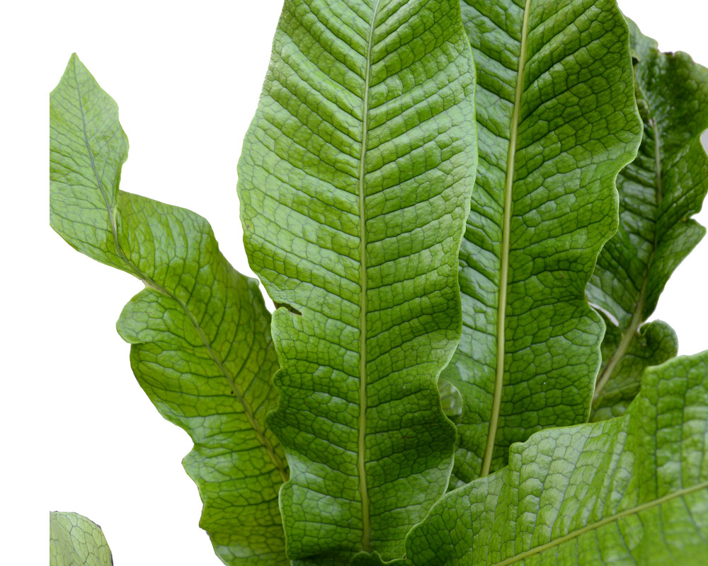 Microsorum musifolium Crocodyllus - immagine 2