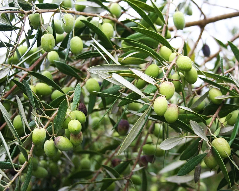 Olea europaea h140 - immagine 2