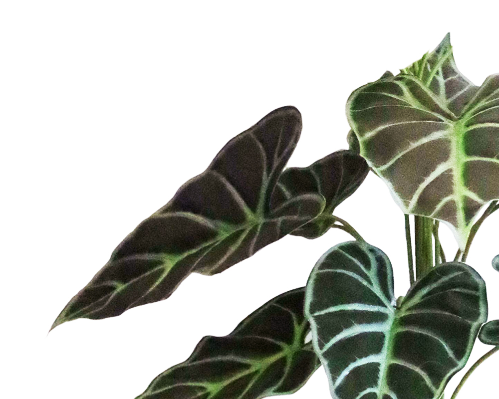 Alocasia artificiale in vaso h73 - immagine 2