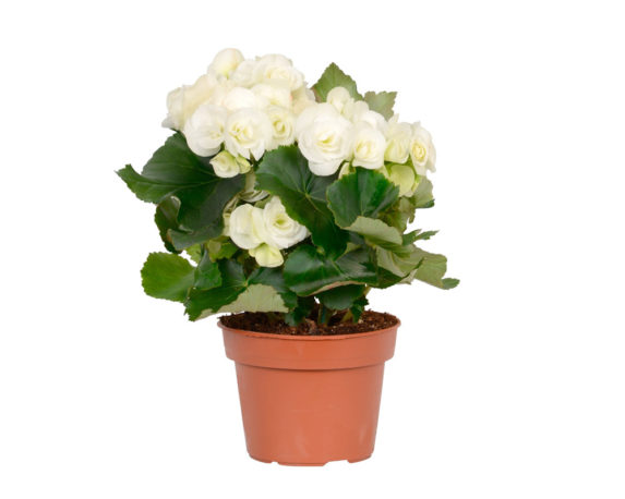 Begonia elatior adonia light fiore doppio mix color h31