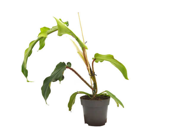 Philodendron Squamiferum H35