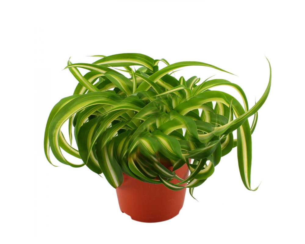 Chlorophytum comosum bonnie