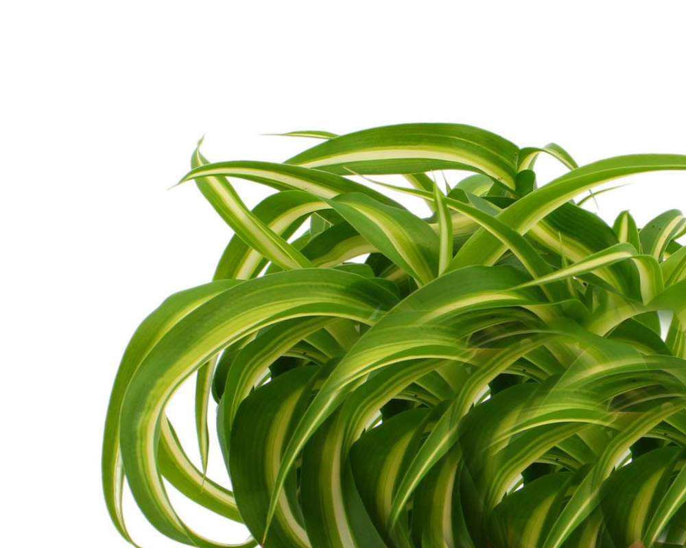 Chlorophytum comosum bonnie - immagine 2