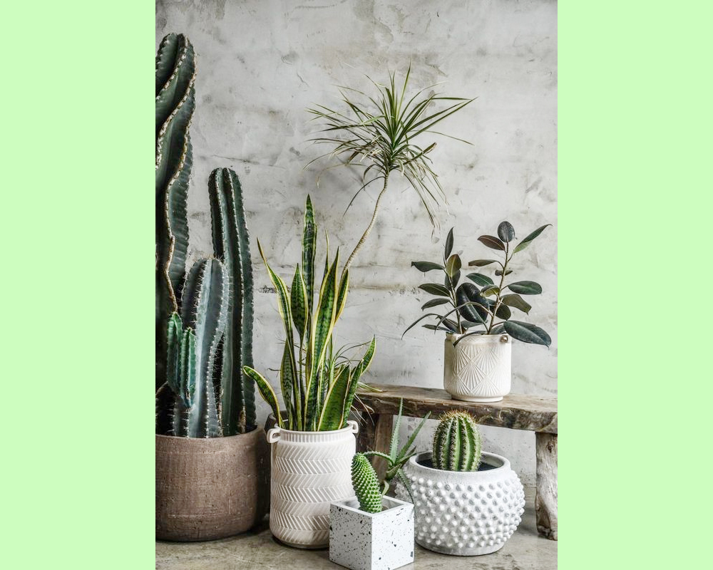 Pianta Grassa Artificiale con Vaso 13h in Plastica e Cemento - immagine 2