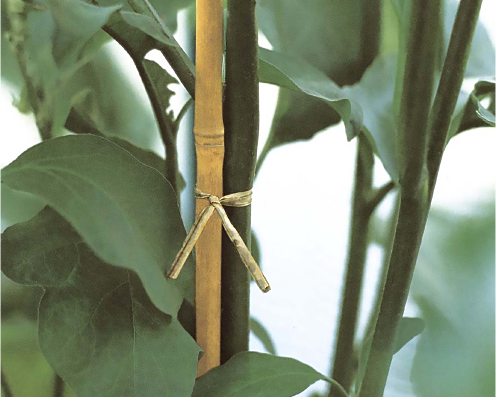 Set 5 Pz Supporti 106h in Bamboo Naturale - immagine 2