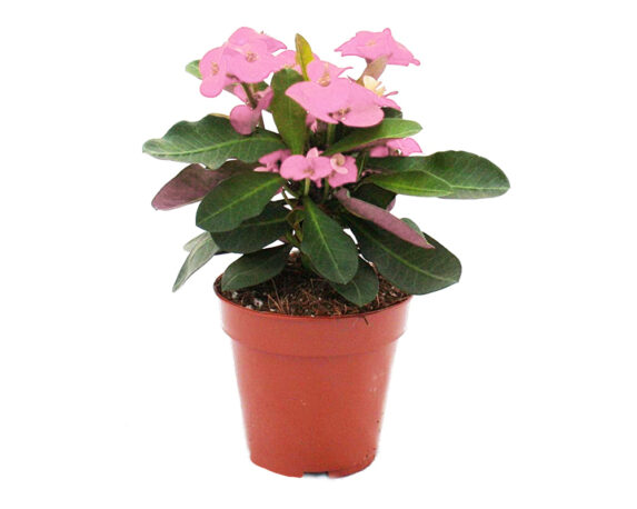 Euphorbia milii rosa h30
