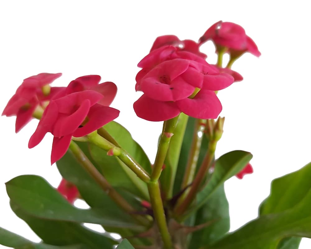 Euphorbia Milii Vulcanus Rosso H30 FloralGarden