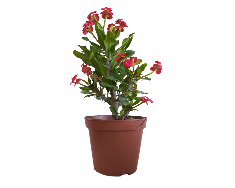 Euphorbia Milii Vulcanus Rosso H30 FloralGarden