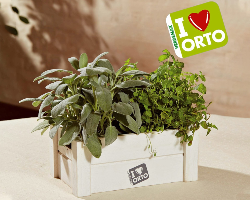 Easyorto Menta e Salvia - I❤Orto - immagine 2