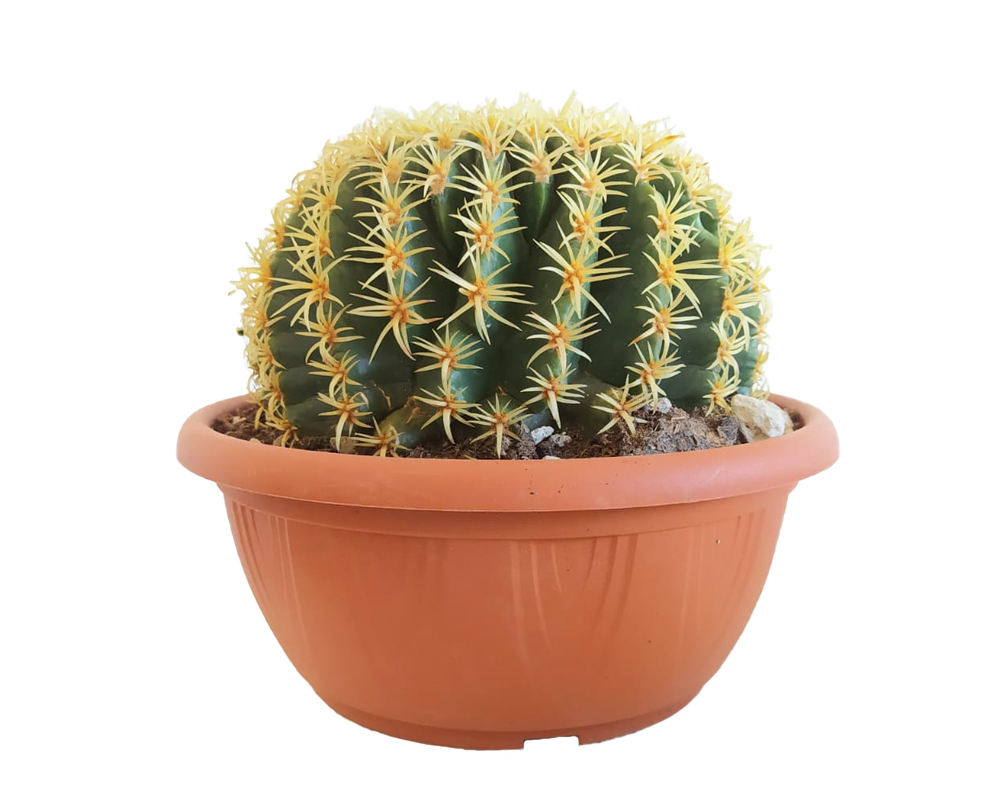 Echinocactus grusoni h30