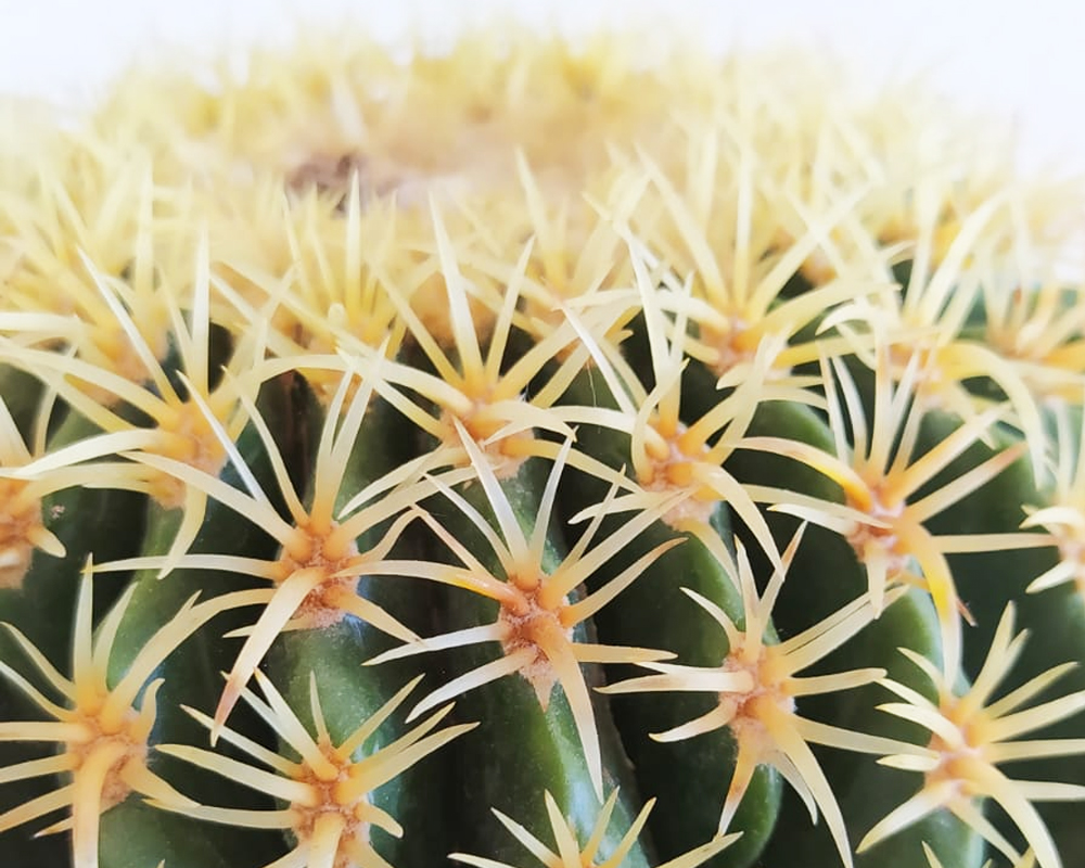 Echinocactus grusoni h30 - immagine 2