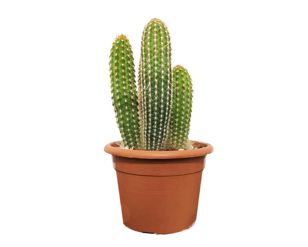 Espostoa mirabilis h40