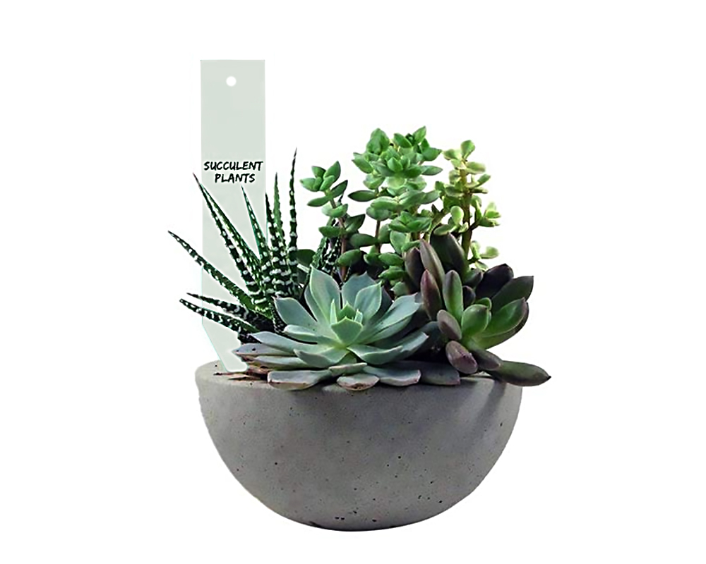 Set 20 Pz Etichette a Punta per Vasi e Giardinaggio con Matita in Plastica - immagine 2