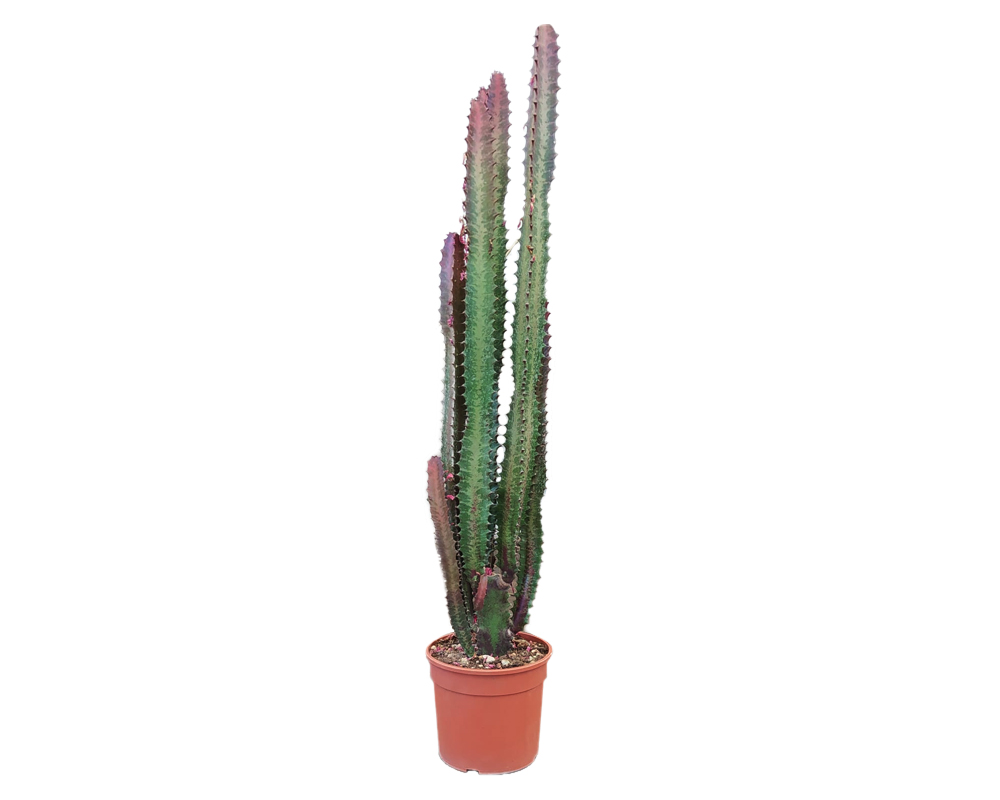 Euphorbia tigrona rubra h70