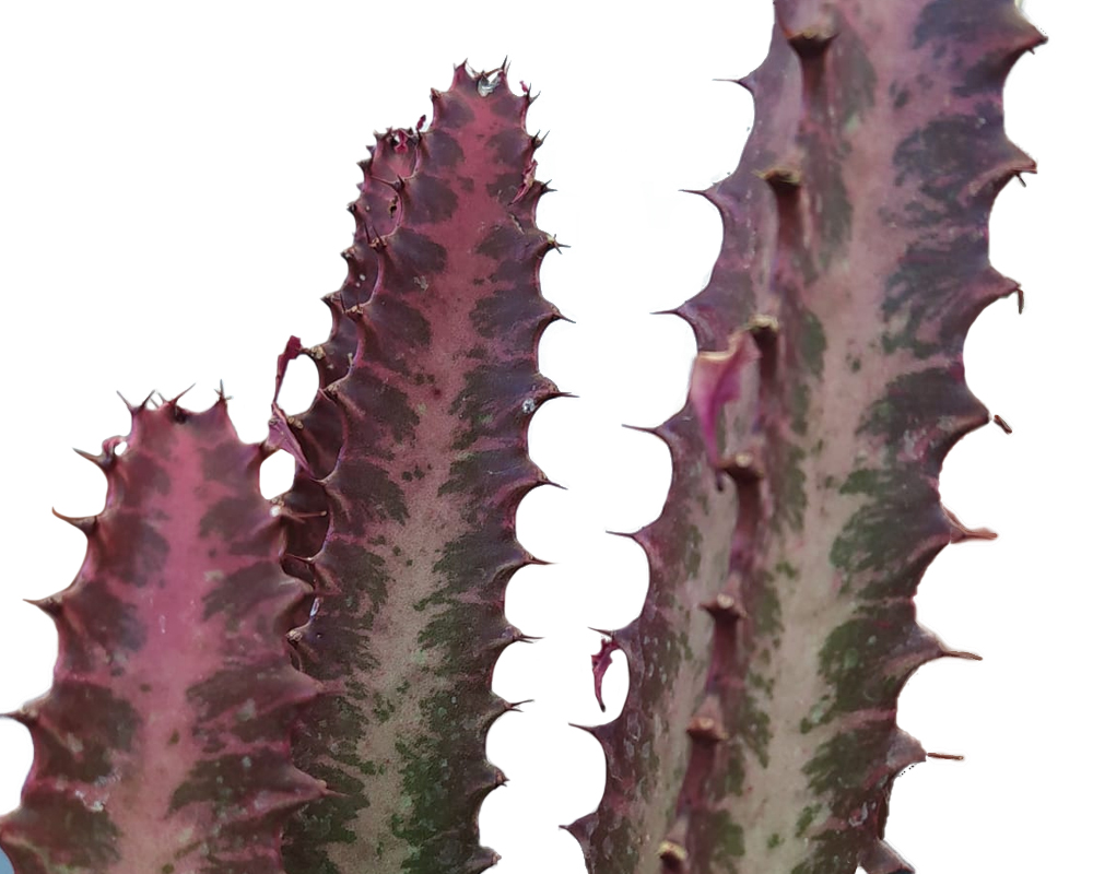 Euphorbia tigrona rubra h70 - immagine 2