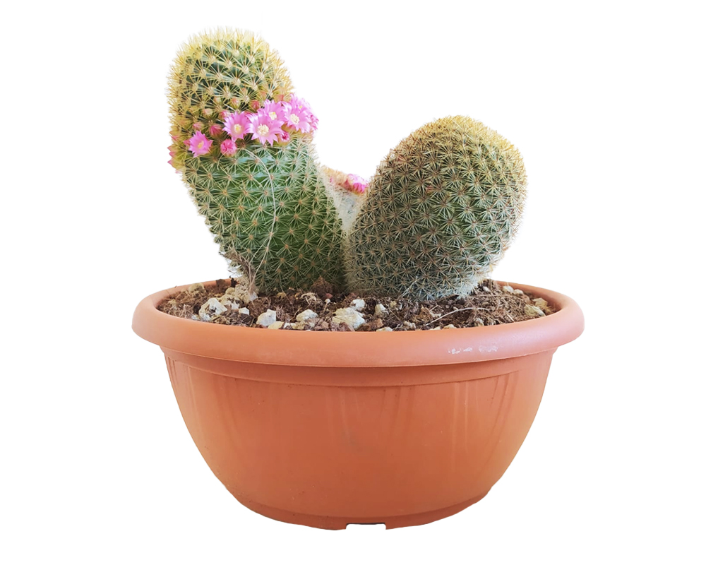 Mammillaria pylcaiensis h25