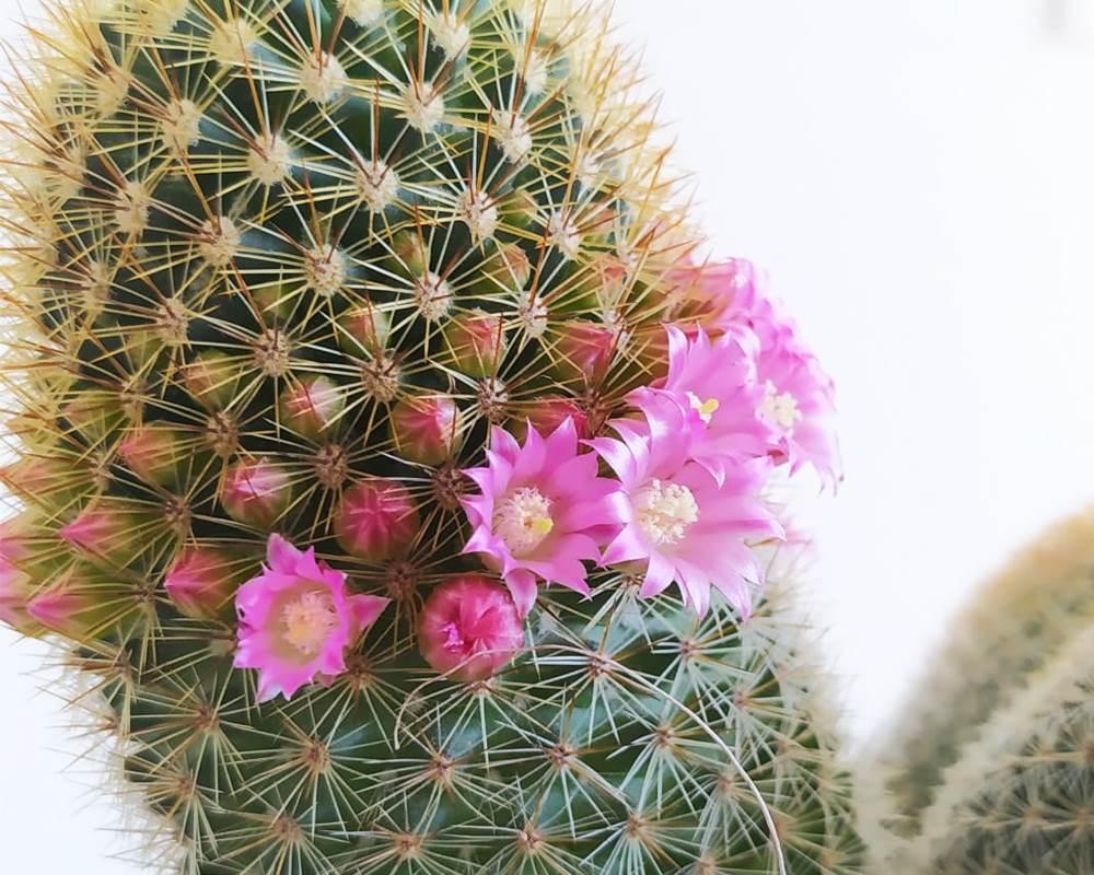 Mammillaria pylcaiensis h25 - immagine 2