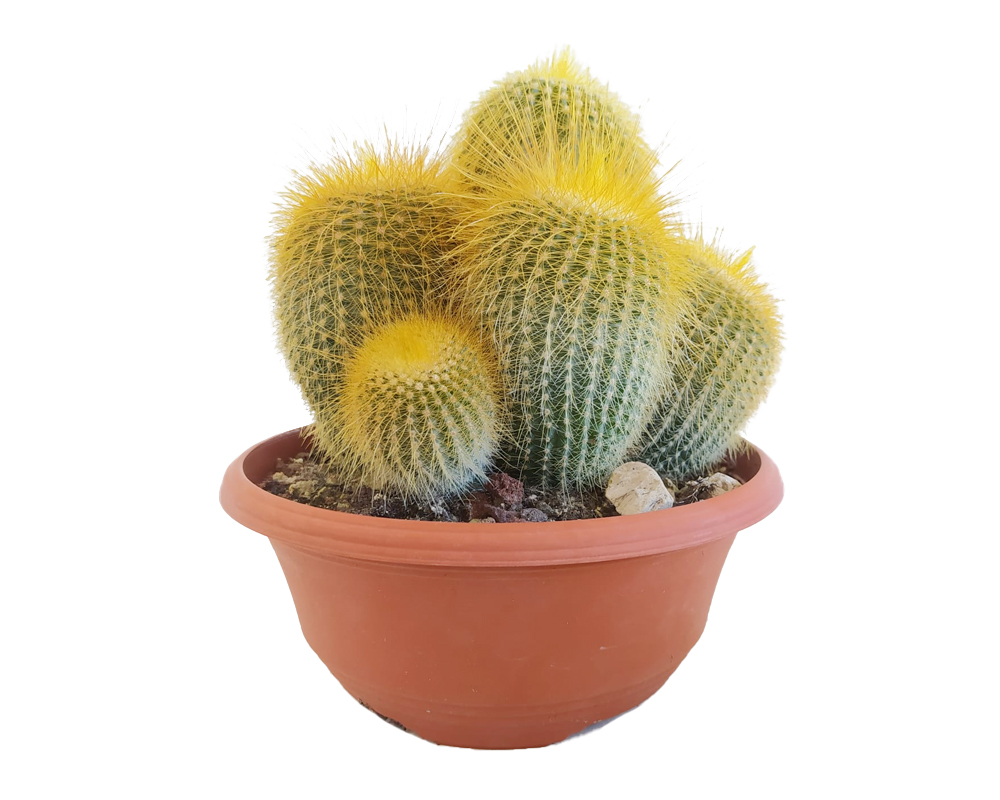Notocactus leninghausi h30