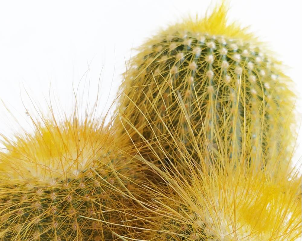 Notocactus leninghausi h30 - immagine 2